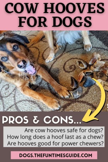 See the pros & cons of cow hooves for dogs to chew on