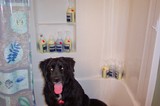 We're crazy for Spa4Pawz dog shampoo!