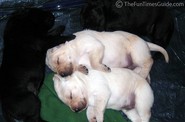 cuddly-snoozing-puppies.jpg