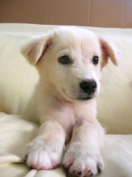 cute-white-puppy-by-chotda.jpg