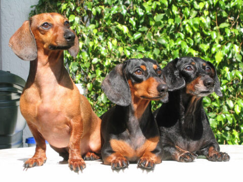 three dachshunds