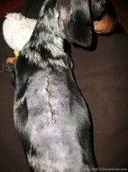 A closeup of the wound after my Dachshund's back surgery. 