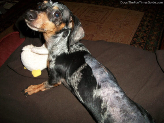 By building a dog ramp, it was possible for little Lucy to climb up on the bed without hurting herself. 