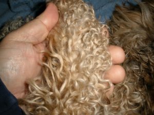 curly coat weiner dog