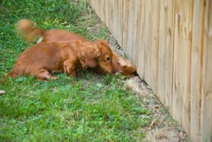 dachshund digging under fence