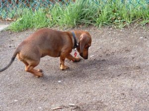 dachshund dogs like to dig