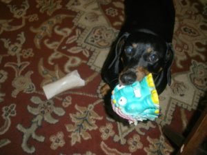 dachshund dog toys
