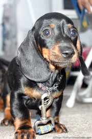 dachshund-puppy-dog.jpg