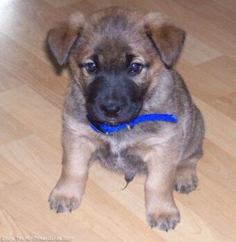 Meet Dakota... our German Shepherd / Lab Mix puppy