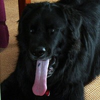 destin-black-lab-dog-with-spot-on-tongue.jpg