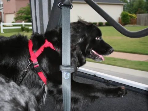 Our dogs LOVE Jeep rides! This is Destin all decked out in his red dog harness, red dog collar, and red dog ID tag.
