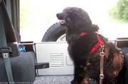 destin-dog-secured-in-back-of-jeep.jpg