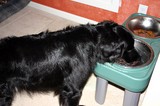 Destin drinking water out of his big dog feeder. He's the one we initally bought the raised feeder for.