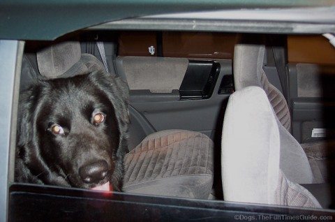 destin-moments-after-he-fell-out-the-car-window-jpg.webp