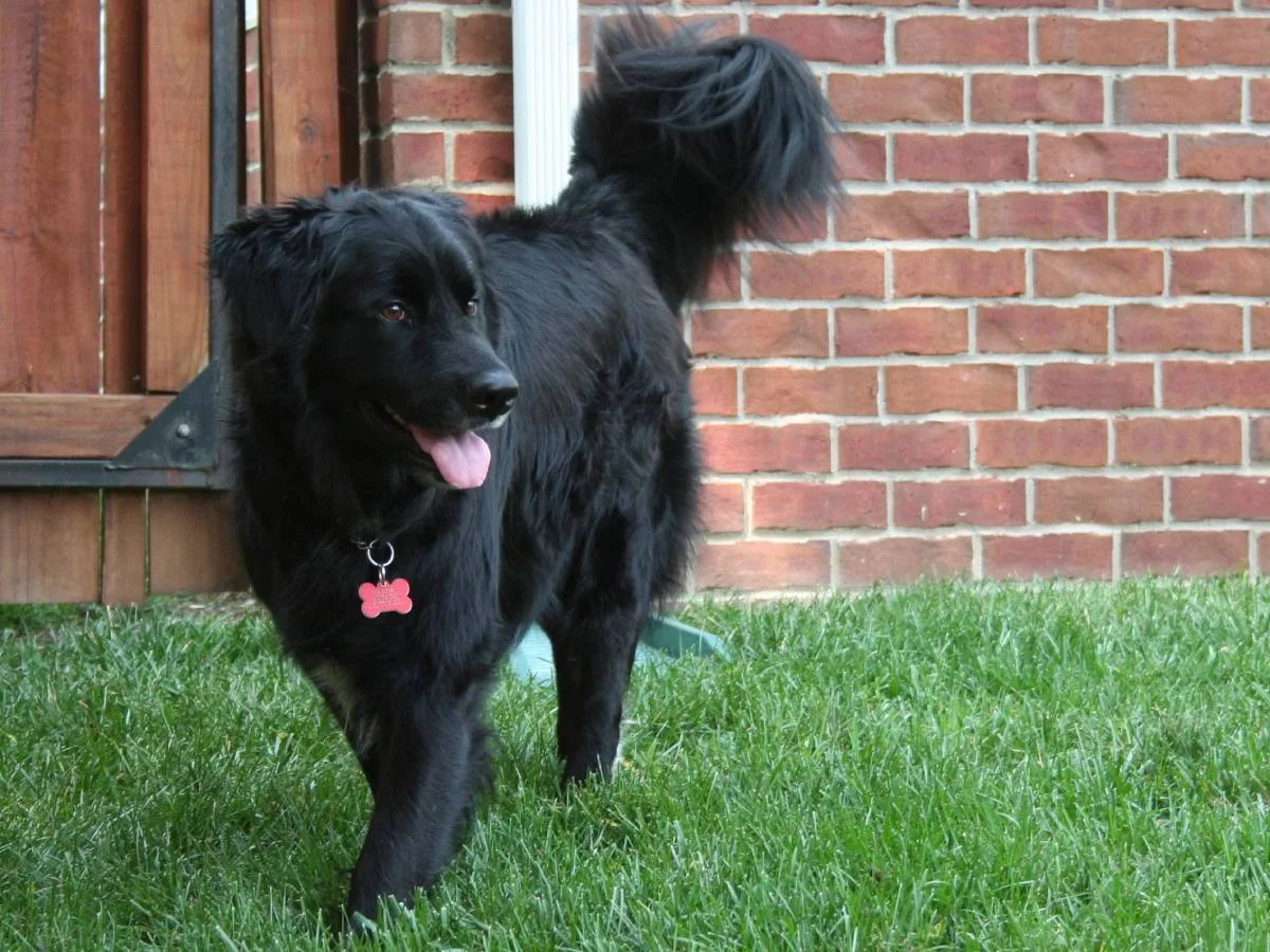 My dog Destin sporting his red dog ID tag.