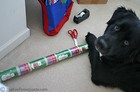 Our dog playing with the wrapping paper.