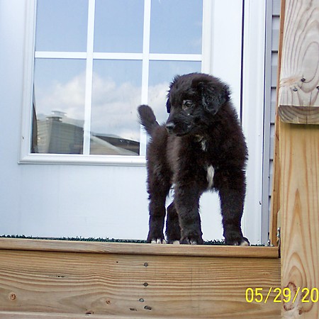 Destin on the back step waiting to go in the house.