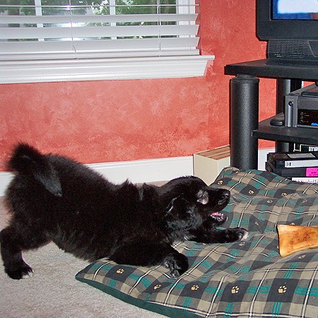 Destin barking at Jersey's bone, which he knows he can't have.