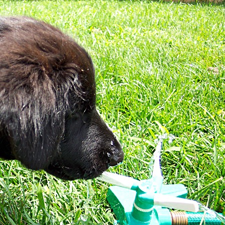 The day Destin discovered a water sprinkler