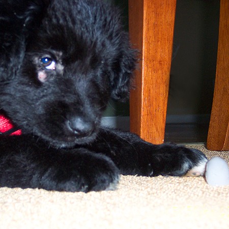 Destin playing with an ice cube under the dining room table.