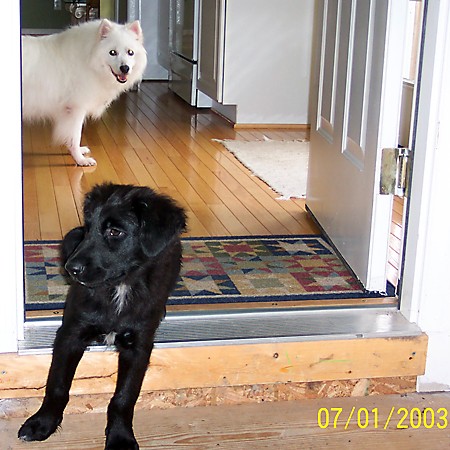 Destin and Jersey hanging out in the kitchen.