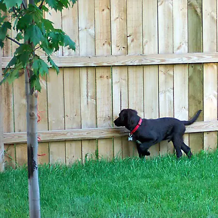 Destin looking through the fence.