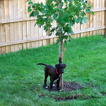 Destin and our new tree.