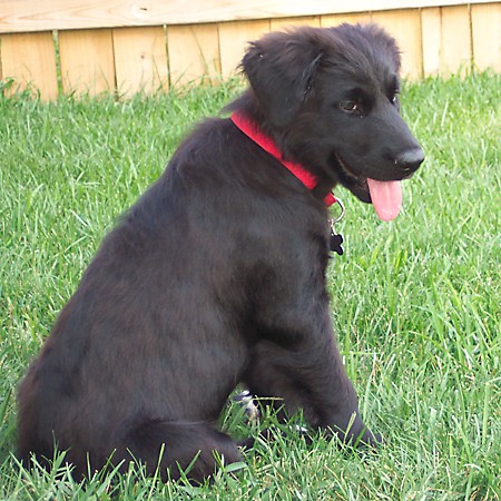 Destin panting after playing in the backyard.