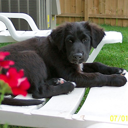 Destin sitting by the red flowers.