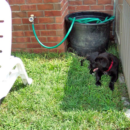 Destin seeking shade in the backyard.