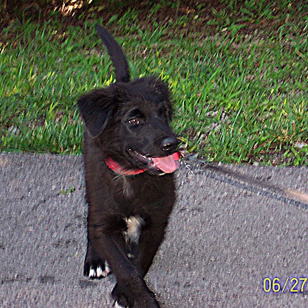 Destin strutting his stuff through the campground.