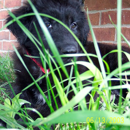 Destin hiding in the tall grass beneath our steps.