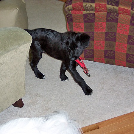 Destin chasing Jersey around the house.