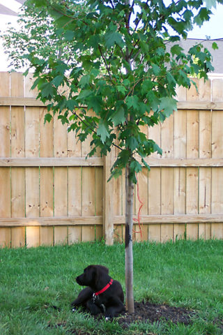 Shade-seeker.