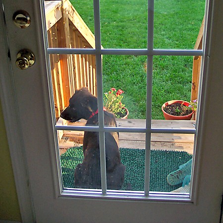 Destin waiting patiently to be let back in.