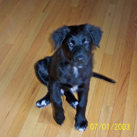 Destin sitting on the kitchen hardwood floor.