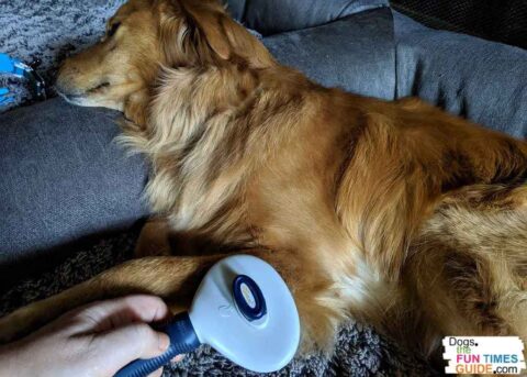 diy-dog-grooming-brushing-fur-1 When raising two puppies at the same time, one of the things you should always try to do is spend time with each of them alone. Here I'm brushing one of the littermate pups.