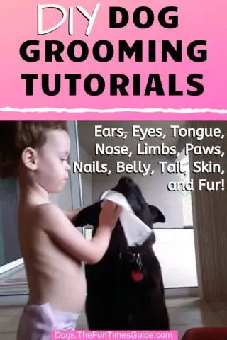 How to care for and clean your dog's ears, eyes, tongue, nose, limbs, paws, nails, belly, tail, skin, and fur!