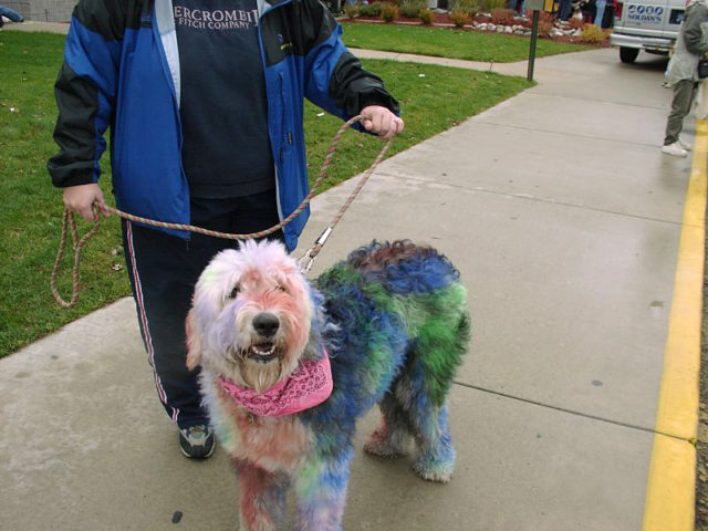 Can You Use Human Hair Dye On Dogs