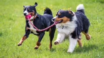 DIY Dog Tie-Out System: Tangle-Free Setup for Multiple Dogs