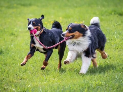 DIY Dog Tie-Out System: Tangle-Free Setup for Multiple Dogs