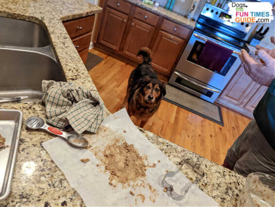 My dog eagerly awaiting a fresh-baked biscuit from Cooper's Treats Mix. (And my husband's sticky fingers with dough all over them.)