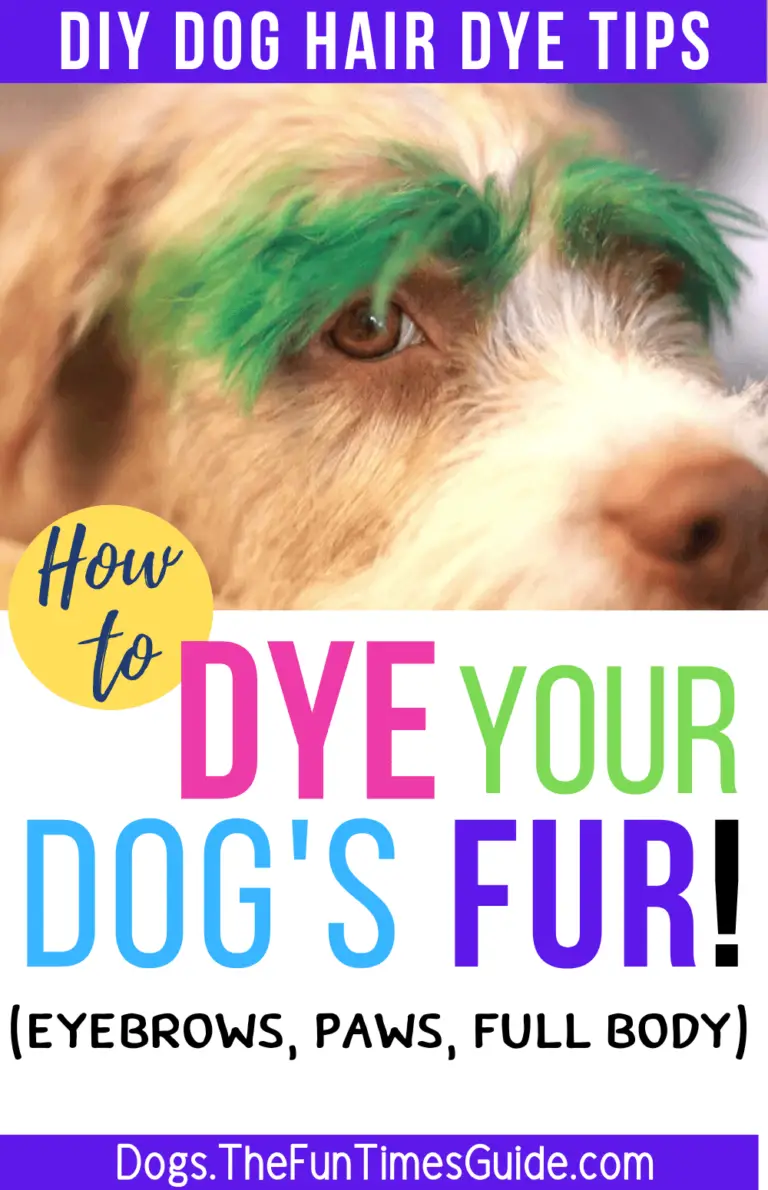 How To Dye Dog Hair Yourself At Home Using Dog Safe Hair Dye Products