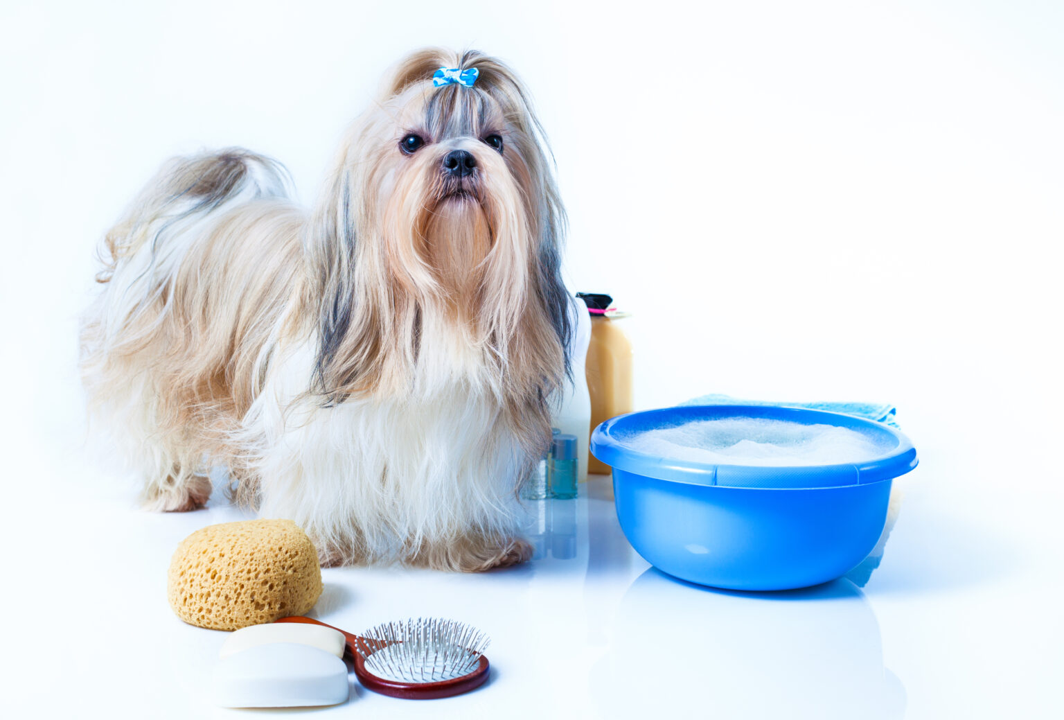 DIY Shih Tzu Grooming Tips How Often Shih Tzus Need Groomed, Pro vs