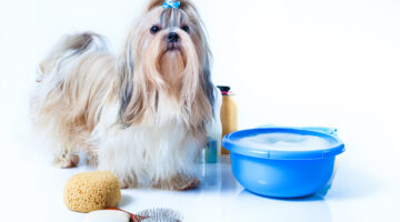 The Ultimate Guide To Shih Tzu Grooming: How To Groom A Shih Tzu At Home, Shih Tzu Grooming Prices & The Best Grooming Tools