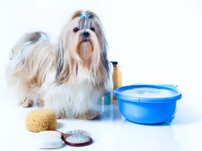 The Ultimate Guide To Shih Tzu Grooming: How To Groom A Shih Tzu At Home, Shih Tzu Grooming Prices & The Best Grooming Tools