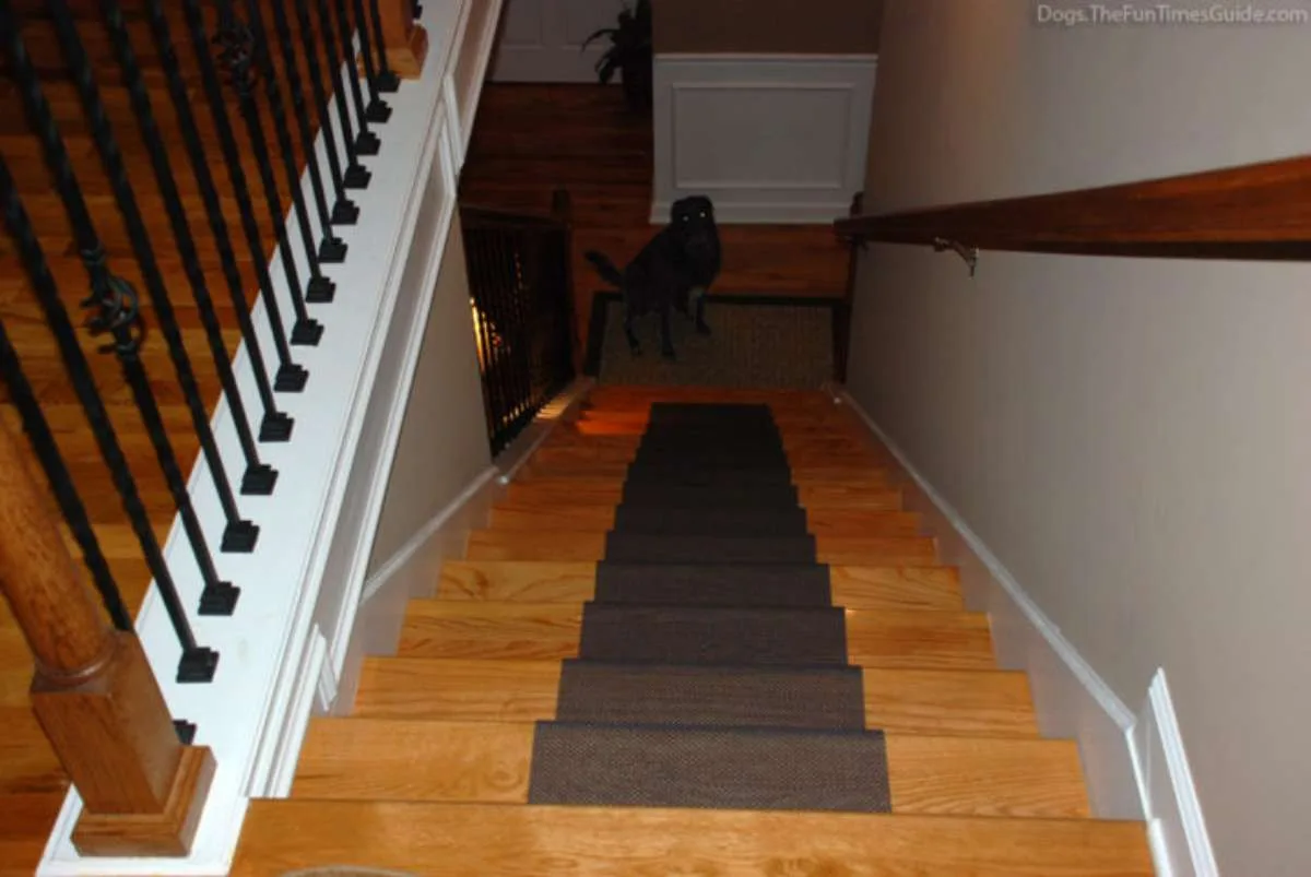 I'm at the top of the steps giving you a dogs-eye view of what this DIY stair runner looks like to Tenor. 