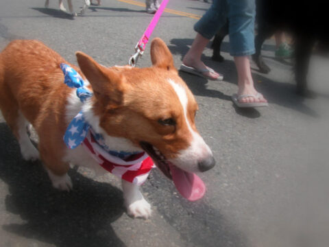 dog-4th-of-july-fireworks