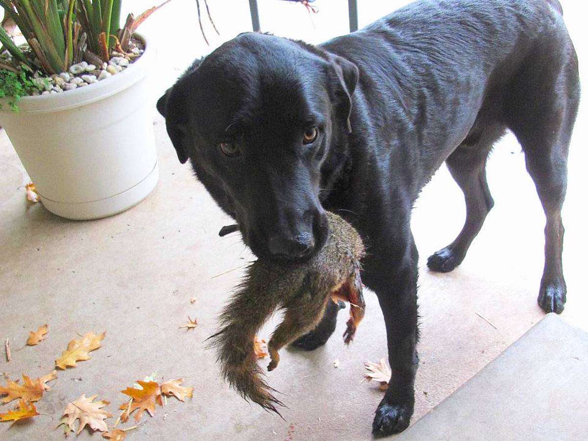 Does your dog like to interact with wildlife that comes into your yard? Squirrels and rabbits are the most common in our yard! Here's what you should do.