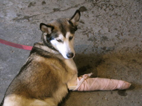 dog after an accident with leg wrapped in bandage